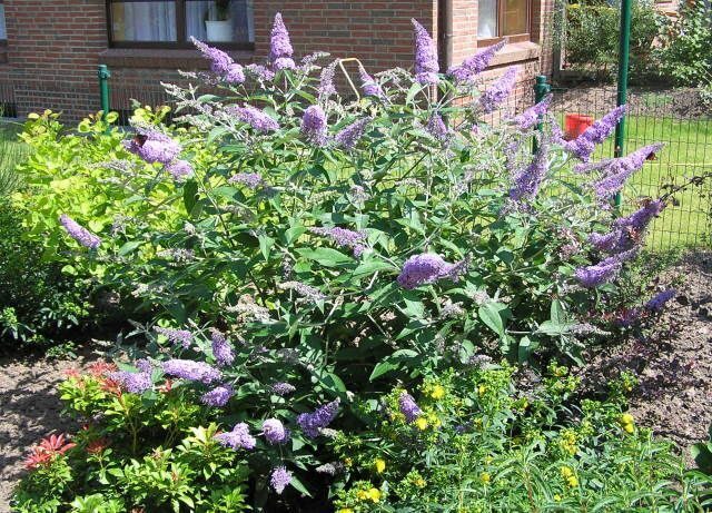 Pugster Pink ™ Butterfly Bush Butterfly bush, Flowering bushes, Plants
