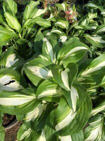 Хоста Кэптэйн Кирк (Hosta Captain Kirk)