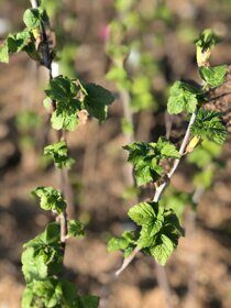 Смородина Красная Огни Урала (RIBES RUBRUM 'OGNI URALA')