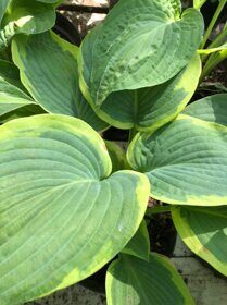 Хоста вздутая (Hosta Ventricosa)