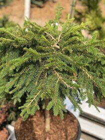 Ель Форманек (Picea abies Formanek)