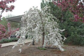 Яблоня декоративную Ред Джед (Malus Red Jade)