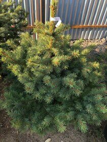 Ель супер Блю  (Picea pungens Super Blue Seeding)