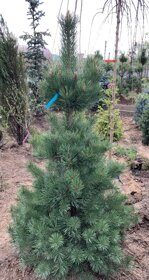 Сосна Обыкновенная (Pinus sylvestris)