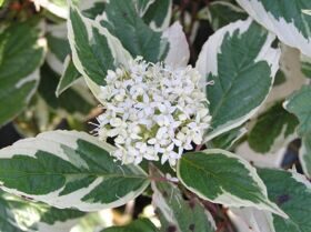 Дерен альба сибирика (Cornus alba sibirika varegata)