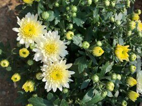 Хризантема садовая многолетняя (Chrysanthemum garden perennial)