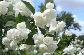 Чубушник (Philadelphus w odm.)