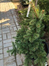 Ель Майголд (Picea pungens Maigold)